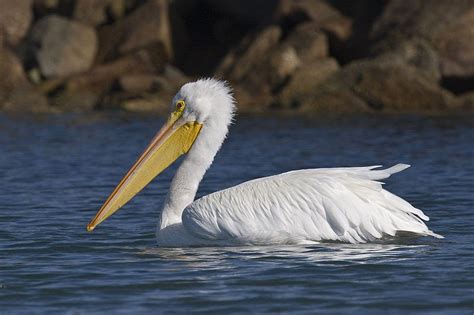 Pelicans Make Rare Visit To Tulsa Okla