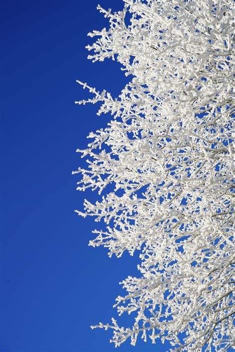 Free Images Tree Water Branch Blossom Cold Cloud Sky White
