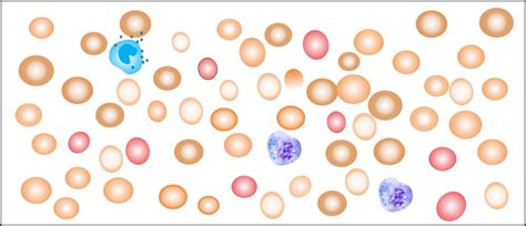 Red Blood Cell Morphology Size Shape Color And Inclusion Bodies