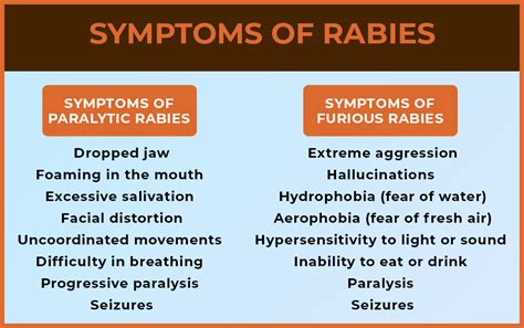 World Rabies Day 2024 Protect Your Dog From Rabies