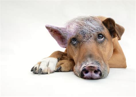 Memberi makan anjing di tembikar, memberi makan gajah dengan alatnya. 19++ Gambar Kata Menolong Anjing Kejepit - Gambar Tulisan