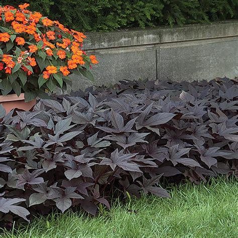 Vigoro 1 Qt Black Sweet Potato Vine Ipomoea Annual Plant 80847 The