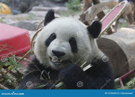 Funny Pose Of Giant Panda Beijing China Stock Image Image Of
