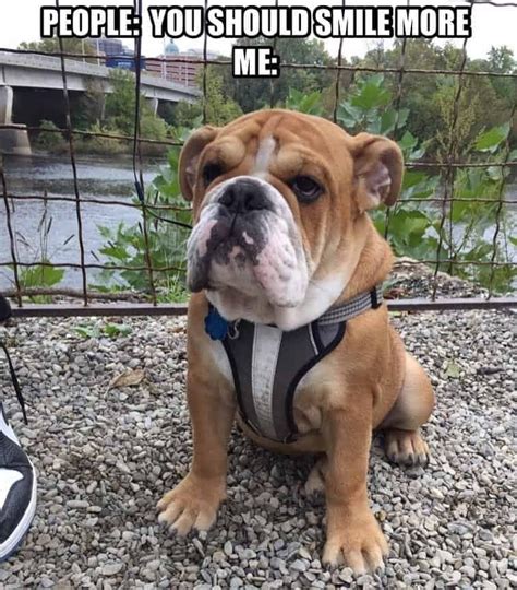 50 Funniest Bulldog Meme