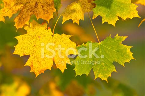 Green And Yellow Autumn Maple Leaf In Autum Colors Stock Photo