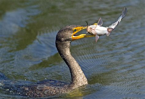 Double Crested Cormorants Using Boats As Tools