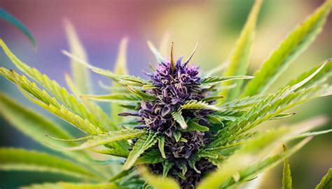How To Grow Purple Weed The Chill Bud
