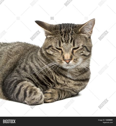 Gray Striped Cat Isolated On White Image And Photo Bigstock
