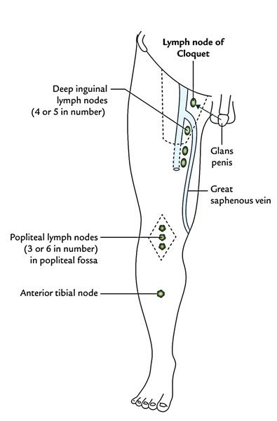 Lymph Nodes In Elbow Diagram