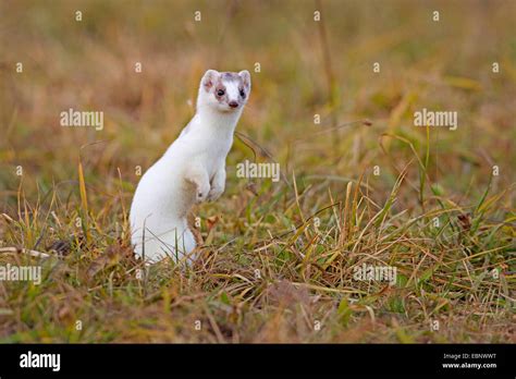 Ermine Stoat Short Tailed Weasel Mustela Erminea Standing Erect In
