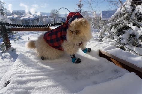 Do Cats Need Winter Clothing Adventure Cats