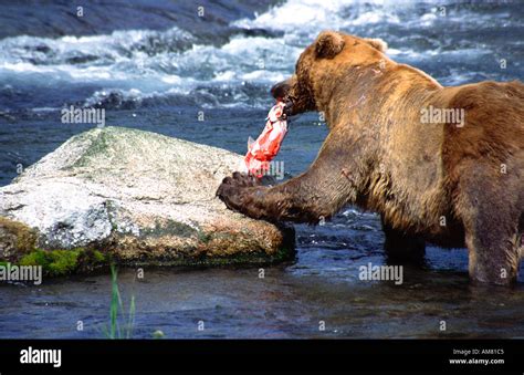 Grizzly Bear Eating Salmon Katmai Alaska Stock Photo Alamy