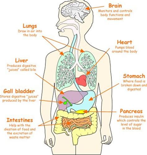 The Anatomy Of The Human Body With Labels On Its Main Organs And Their Major Functions