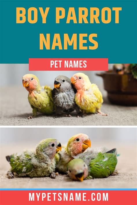 Boy Parrot Names Baby Pet Names Parakeet Names Cute Names