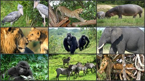 Endangered African Animals List 10 Most Endangered Animals In Africa