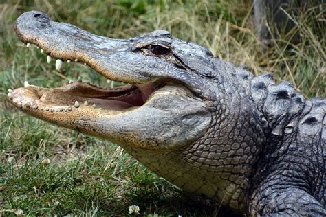 The Meaning And Symbolism Of The Word Alligator