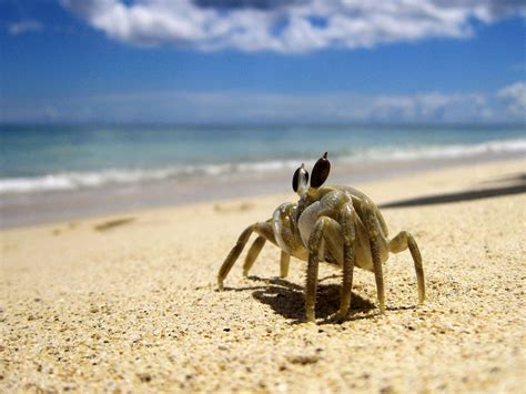 Crab In Mauritius Mauritius Island Mauritius Travel Mauritius