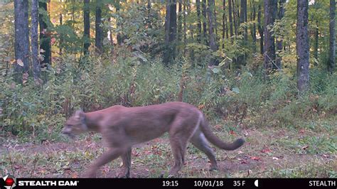 Cougar Spotted On Camera In The Upper Peninsula