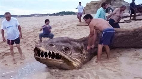10 Biggest Sea Creatures Ever Found On The Beach