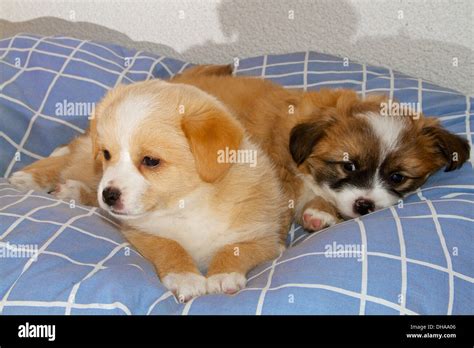 Two 6 Week Old Puppies Cuddling Together On Their Dog Blanket Stock