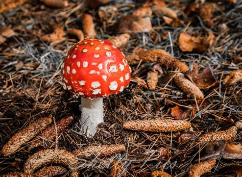 Mushroom White Spots Wild Mushroom Red Mushroom Nature Etsy