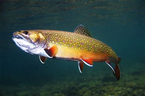 15 Different Types Of Trout Fish With Pictures Trout Fish And Fly