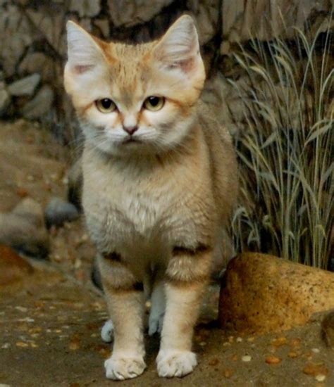 10 Cute Animals With Big Ears Fennec Fox