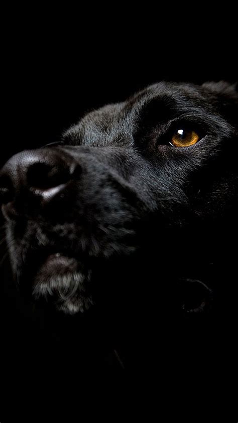 Iphone Dog Labrador Black Wallpaper Black Labrador