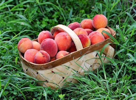 You Can Pick A Peck Of Pretty Peaches At Jaemor Farms U Pick Event