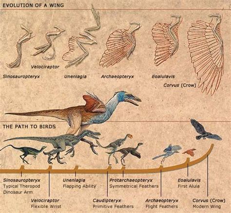Evolution Of Avian Flight By National Geographic Society Dinosaur