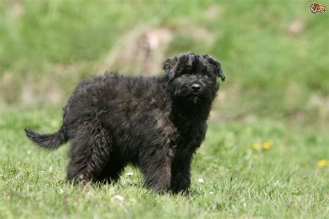 Bouvier des flanders · columbus, oh. Bouvier Des Flandres Dog Breed | Facts, Highlights ...