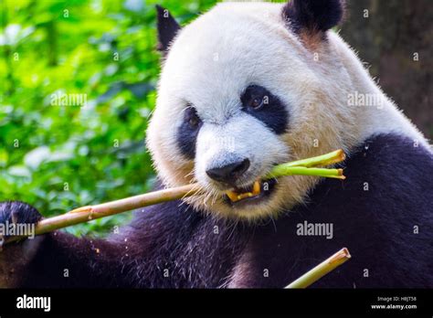 Giant Panda Bear Ailuropoda Melanoleuca Sitting And Eating Fresh
