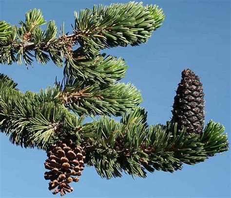 Methuselah Ancient Bristlecone Pine Hubpages