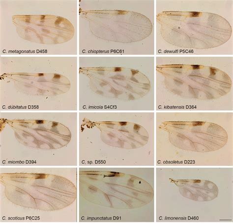 Culicoides Wing Pattern Details Of Species Included In Our Study The