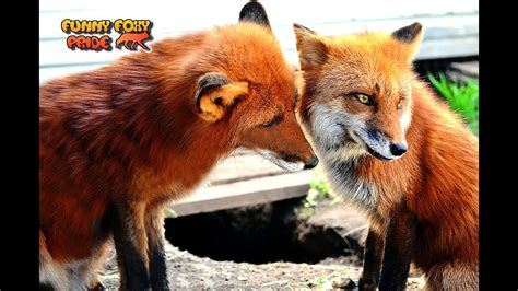 friendly relationship between two foxes youtube