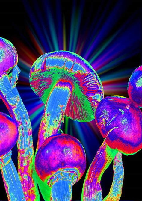 Magic Mushrooms Art Print By Martin Bondscience Photo Library