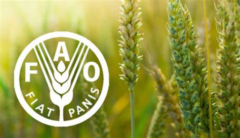 Faos Study Indicates The Possibility Of Decreasing Egypts Grain