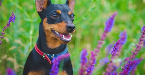 Miniature Pinscher Dog Breed Information Breed Advisor