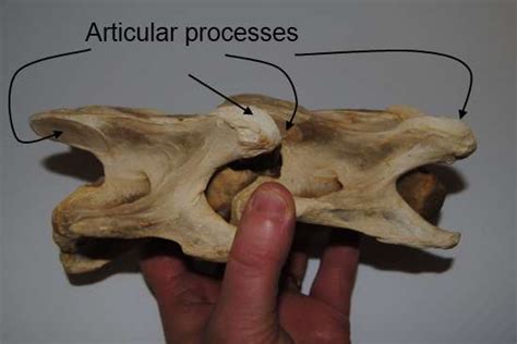 Equine Cervical Vertebrae Anatomy