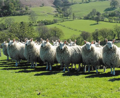 Halfbred Welsh Uk Farm Animals
