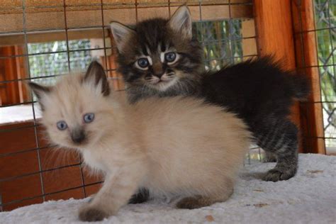 37 results for manx kittens for sale. Polydactyl, Manx & Poly Manx Kittens for Sale Fall 2015 ...