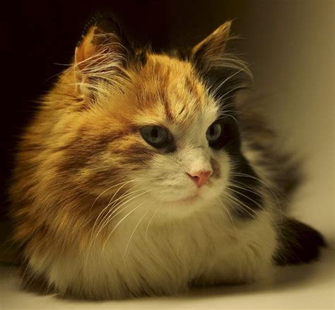 Calico Cat Facts 25 Amazing Facts About Calico Cats Calico Cat Names
