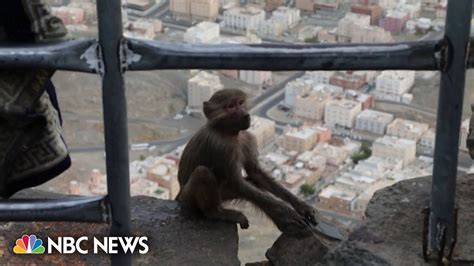 Watch Monkey Steals Clothes From Hajj Pilgrim Near Mecca Youtube