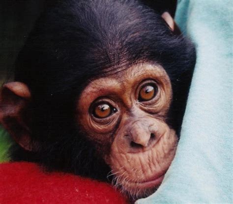 Las Mejores Fotos De Monos Imágenes De Simios