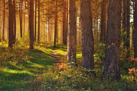 Sunlight Trees Landscape Forest Nature Photography Green Summer