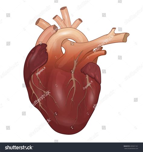 Human Heart Anatomy Isolated On White Stock Vector 403601161 Shutterstock
