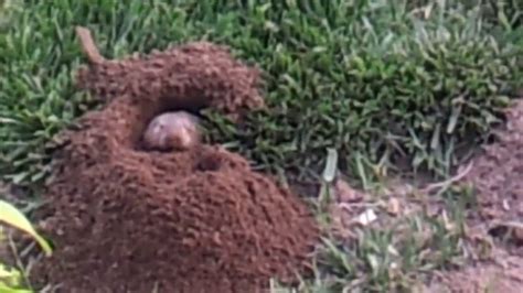 The Critter Digging Up My Yard Youtube