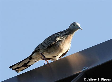 Tahiti Birds