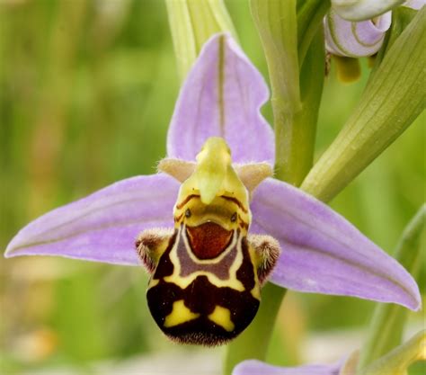 Sneaky Orchids And Their Pollination Tricks Kew