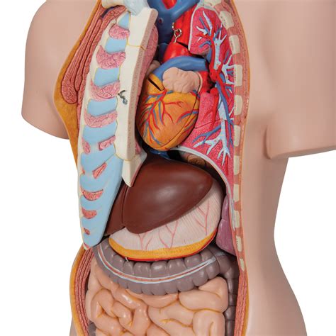 This model is 4.5 inches tall with 32 detachable parts. Human Torso Model | Life-Size Torso Model | Anatomical ...
